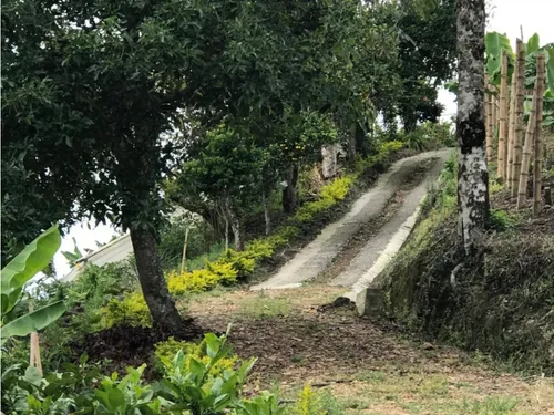 Venta Finca Productiva Cafe Platano Pasto Circasia - 23 Cuadras