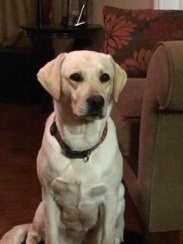 Imagen 1 de 10 de Labrador Cachorros