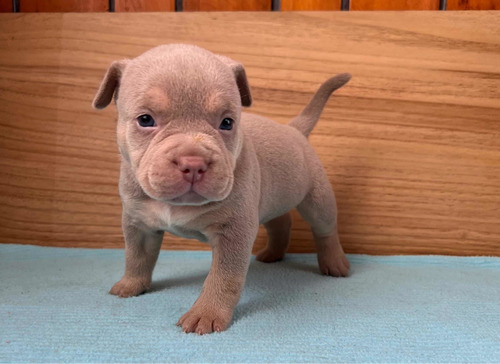 Cachorros American Bully Pocket Machos Abkc