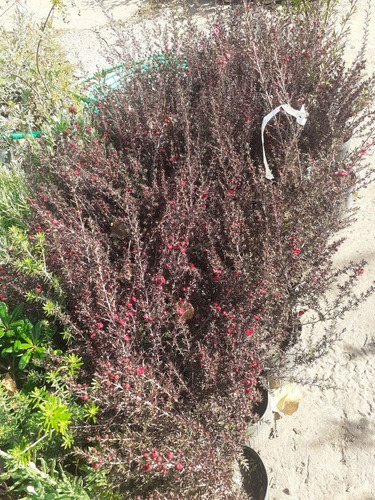 Leptospermo, Leptospermum, Leptospermum Scoparium 4lts
