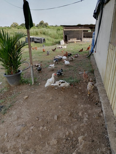Imagen 2 de 5 de Terreno Finca Y Casa Rupestre 6 Hectáreas Cerca A Guayaquil