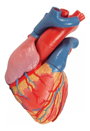 Imagen 1 de 2 de Modelo Anatómico Corazón Humano
