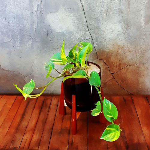 Imagen 5 de 8 de Scindapsus Little Terrario 16 Con Soporte