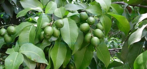 Huayo Arbol 1.8 Metros Pregunte Costo Envio M. Bijigatus