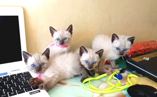 Gatitos Siames Puros Hermoso N0 Bengal Ragdol Himalayo Persa