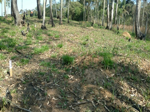 Imagem 10 de 16 de Terreno A Venda No Itaquaciara/mombaça - Te00009 - 32420434