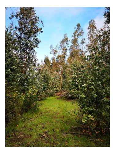 Imagen 6 de 14 de Venta Parcela Cobquecura