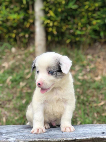 Cachorro Border Collie Blue Merle