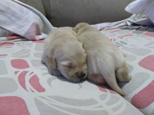 Imagem 2 de 2 de Filhotes Golden