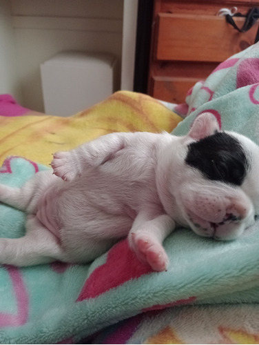 Vendo Hermosos Bebes Bulldog Francés
