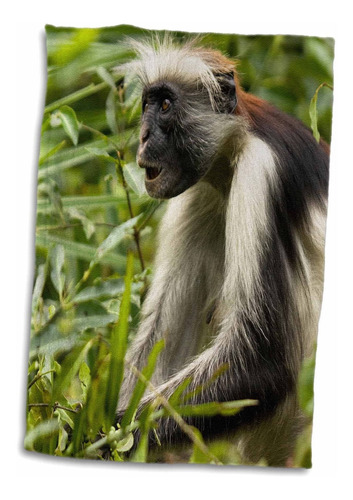 3d Rose Red Colobus Monkey-volcanoes Nf-rwanda-af35 Jmc...