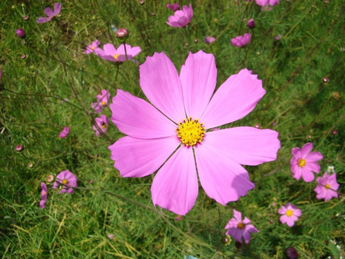 150 Semillas Orgánicas De Flor Coreopsis