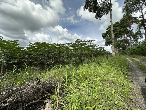 Se Vende Parcelacion De 6 Lotes En Pueblo Tapao Quindio 