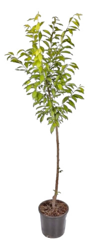 Árbol Frutal Ciruelo - Envío Gratis -