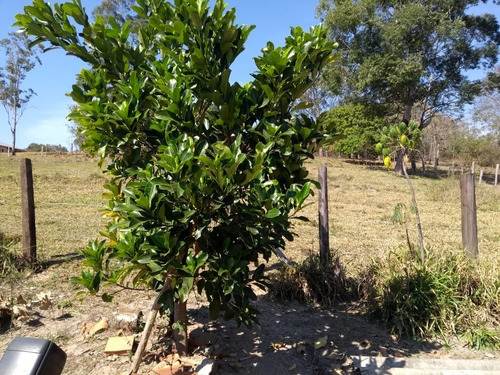 Imagem 15 de 25 de Chácara 13 Mil M2, Casa Sede Com 3 Dormitórios, 1 Suíte, Poço Artesiano, Pomar, Cozinha Americana - Ch00124 - 69942096