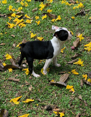 Boston Terrier Cachorros