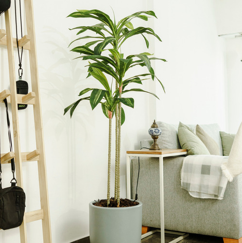 Planta Artificial Decoración Palo De Agua 160cm