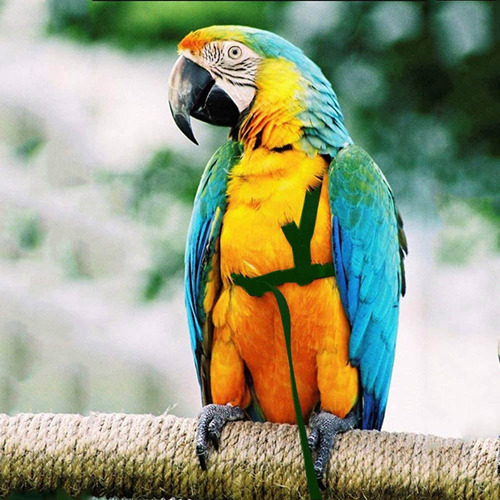 T Arnés Para Pájaros Papagaio Trela Ajustable Antimordida