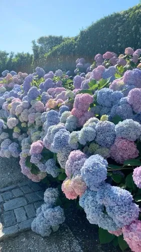 Ortensia Hortensia Plantas