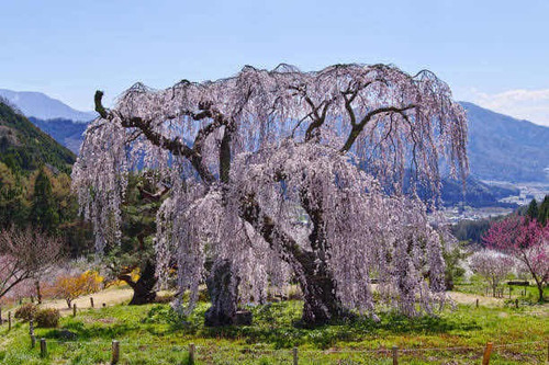 Cerezo Japonés Blanco Llorón De 80 Cm Hermosos Ejemplares