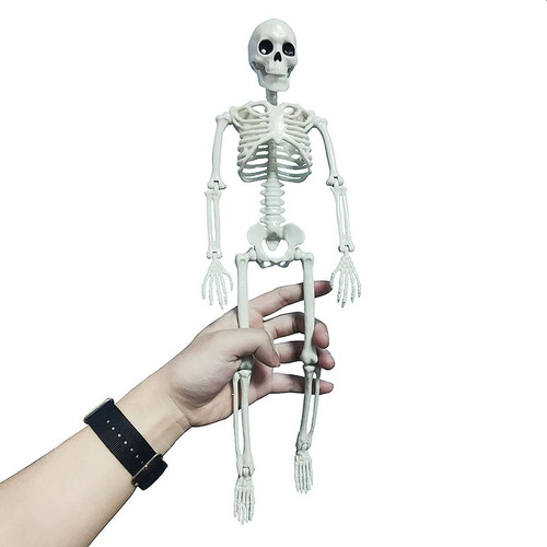 Imagen 1 de 10 de Calavera Esqueleto Estudio Medicina Halloween 40cm Alto