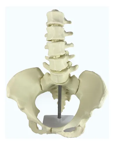 Pelvis Articulada + Lumbares Articuladas + Base