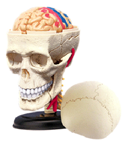 Modelo De Cráneo Humano, Órganos Extraíbles, Modelo Para Ens