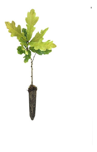 Carvalho Inglês (quercus Robur) 6 Lindas Mudas De 20 A 35cm 