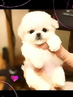 Ropa Bebe Caniche Mercadolibre Com Ar Ropa Bebe Caniche Mercadolibre Com Ar