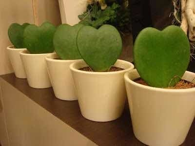 Imagen 2 de 3 de Hoya Kerri - Planta Suculenta No Cactus, Planta Corazon