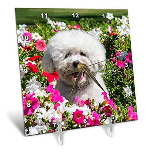 Reloj De Escritorio  Con Bichón Frisé En Campo De Flores, 6 