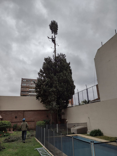 Imagen 3 de 10 de Podas En Altura Jardinería Paisajismo Diseño Mantenimiento