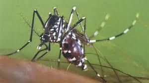 Imagen 8 de 9 de Fumigación - Desinfección - Cucarachas - Ratas - Mosquitos