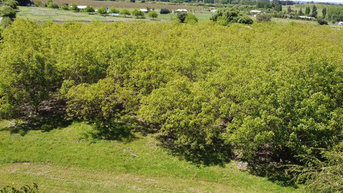 Venta Parcelas En El Tijeral, Angol Imperdible