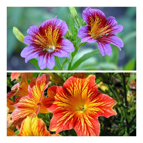 Semillas De Salpiglossis Mix De Colores