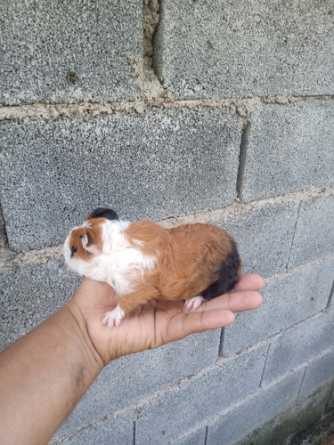 Porquinho Da India Preá