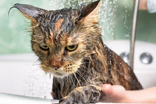 Imagen 2 de 2 de Shampoo Para Gatos O Perro Baño Mascota 500ml