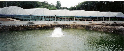 Imagem 14 de 14 de Sitio160.000m2,estrutura Criação Peixes(de Graça) 30km Praia