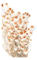 Comprar Ramo Copitos - Ramo Flores Secas - Flores Secas Decoración
