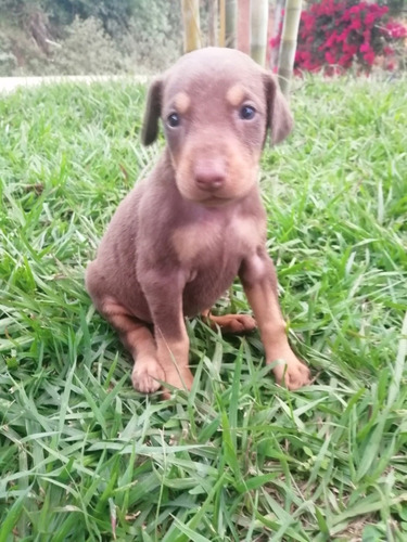 Doberman