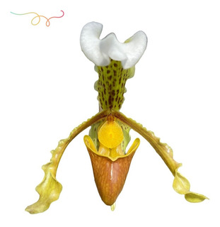Orquidea Sapatinho De Fada | MercadoLivre 📦