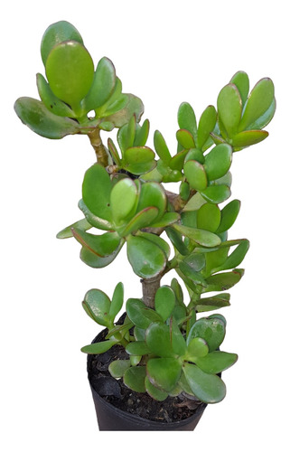 Árbol De Jade, Crassula Ovata. Hacemos Envíos 