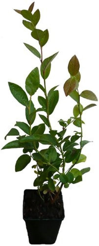 Blueberry , ( Arbol ) 1 M Var Biloxi Highbush
