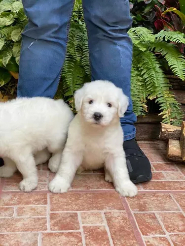 Venta de cachorros y perros de raza Viejo Pastor Ingles en Chiapas