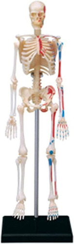 Imagen 2 de 5 de Modelo De Anatomía De Esqueleto Humano 4d 46 Partes 626011