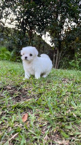 Cachorra Bichón Maltés Pura Raza Animal Pets Colombia