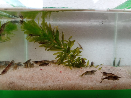 Camarão Neocaridina Selvagem Kit Com 12+ Brinde