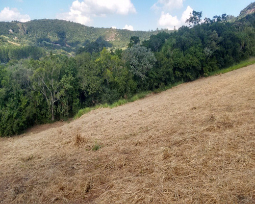 Chácara 5.000 M² - Lomba Grande - Novo Hamburgo - Rs - 1441 - 32419962