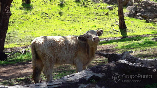 Campo En Arrendamiento - Artigas