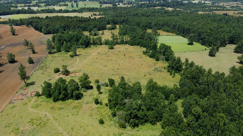 Campo En Venta En Cañitas, Los Muermos, Región De Los Lagos